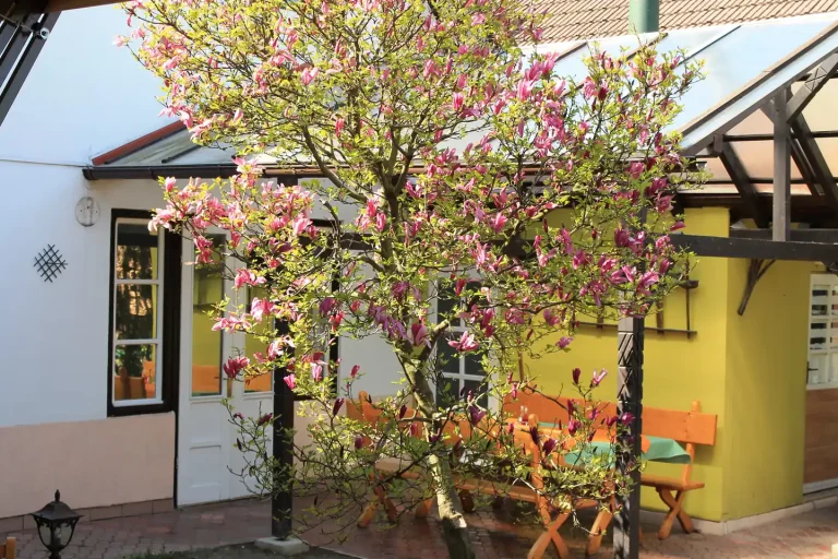 Curtea pensiunii cu magnolie înflorită