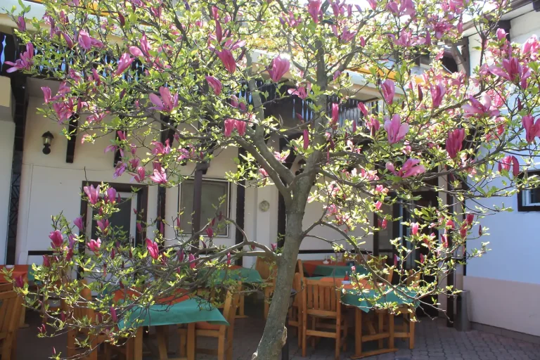 Curtea pensiunii cu magnolie înflorită
