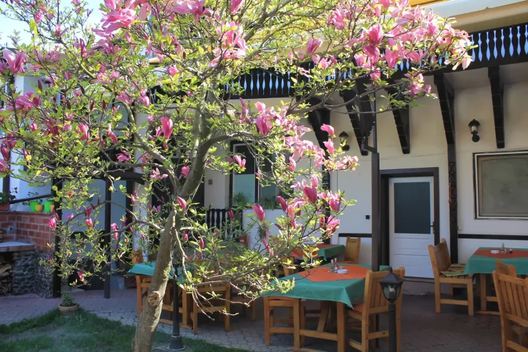 Curtea pensiunii cu magnolie înflorită